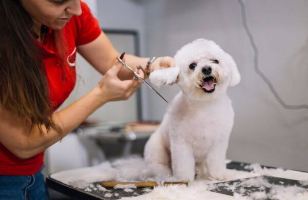 Basics of Dog Grooming - Kingston Open College